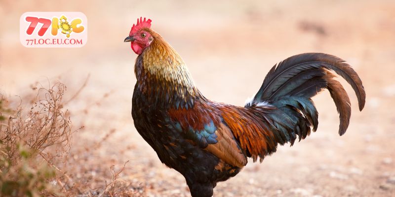 Cách chọn gà đá hay nhất căn cứ