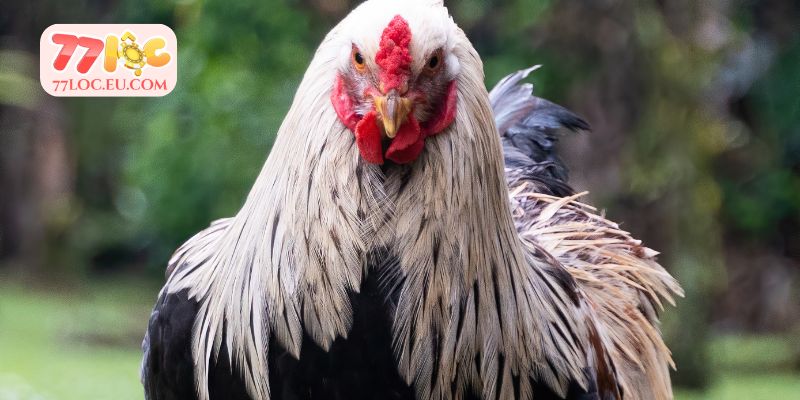 Chia sẻ chi tiết cách chọn gà đá hay