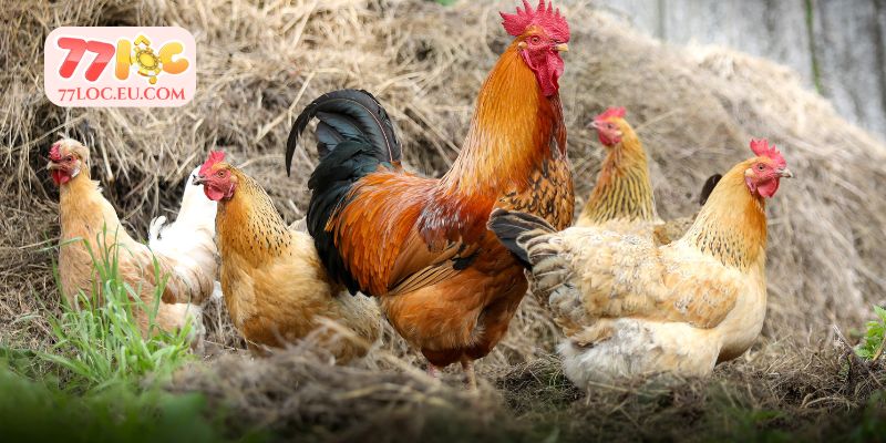 Môi trường xung quanh chuồng gà chiến